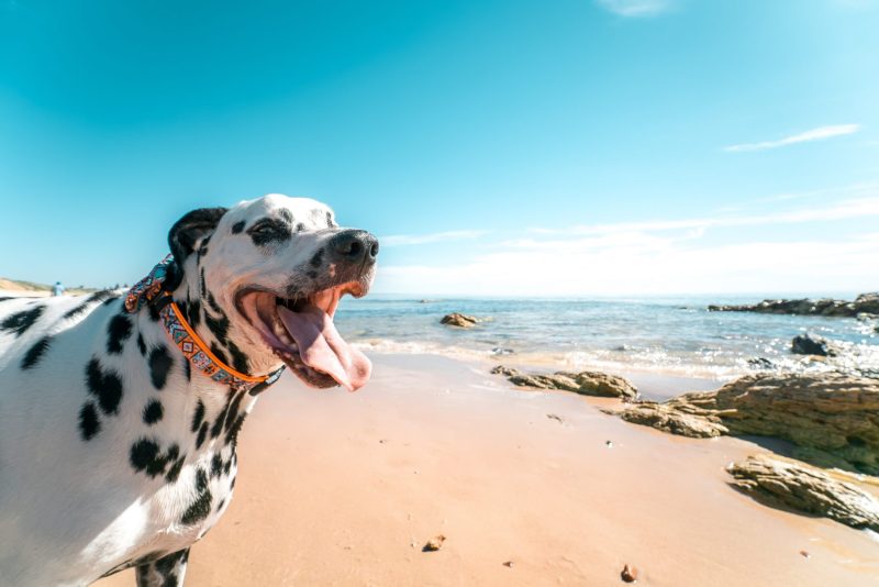 Best Dog Friendly Beaches In Us