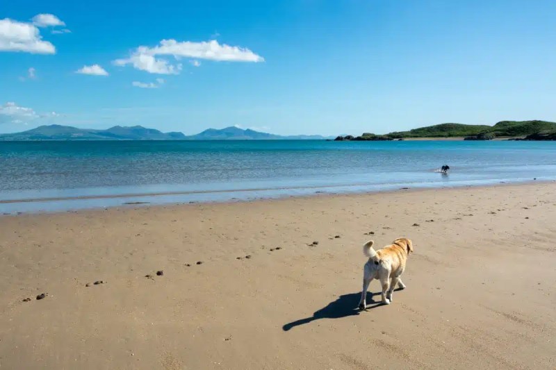 Best Dog Friendly Beaches Near Me