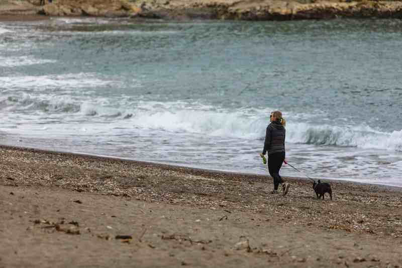 Best Dog Friendly Beaches Victoria