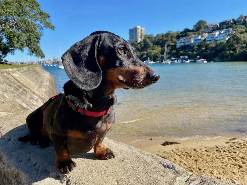 Best Dog Friendly Day Trips Sydney