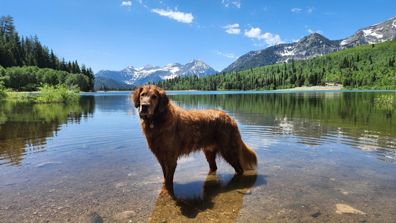 Best Dog Friendly Lakes