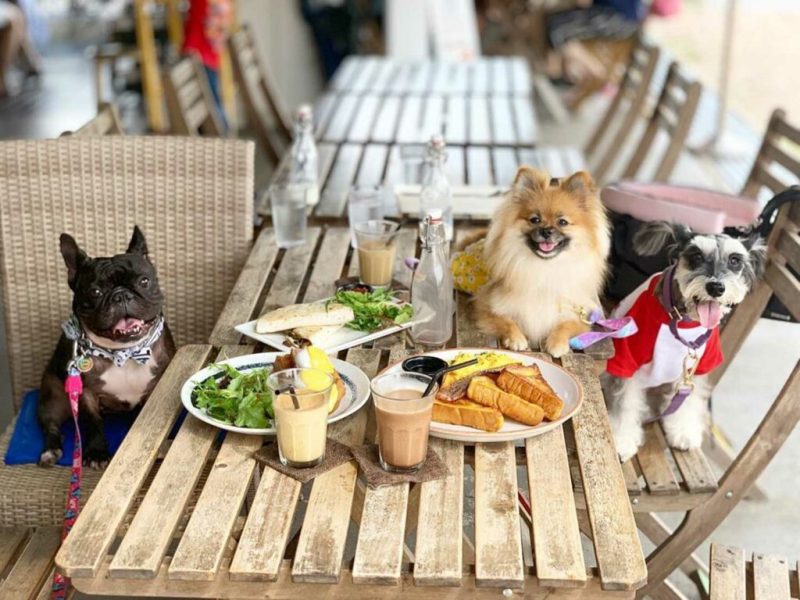 Best Dog Friendly Lunch Spots