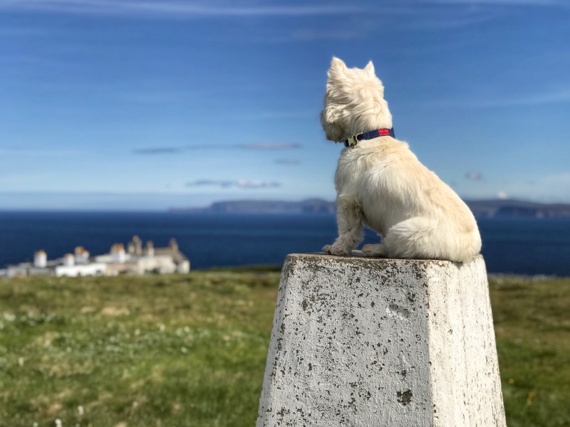 Best Dog Friendly Munros