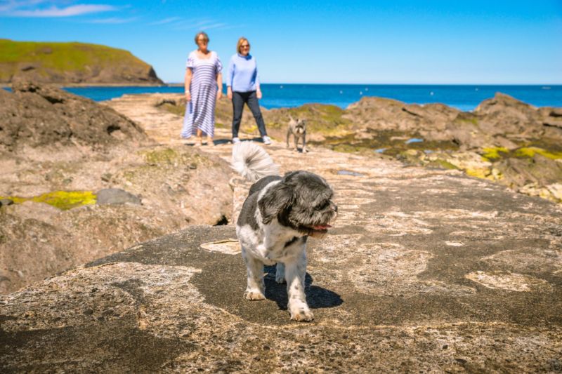 Best Dog Friendly National Trust