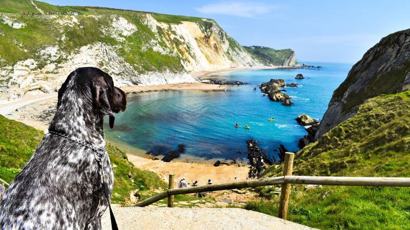 Best Dog Friendly Staycations Uk