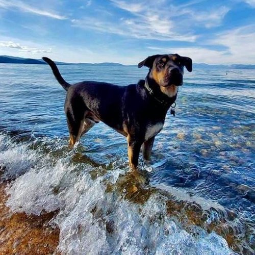 Best Dog Vacations In Florida