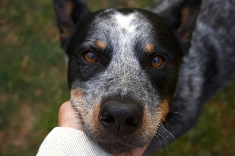 Best Friendly Dog For Family