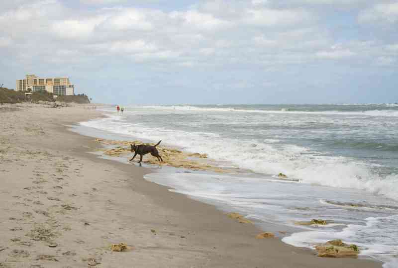 Best Pet Friendly Beach Resorts In Florida