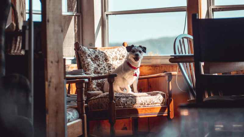 Best Pet Friendly Vacation Rentals