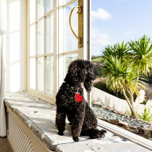About Us Dog Friendly Vacations 2024 about-us-dog-friendly-vacations-2024
