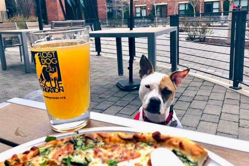 Dog Friendly Breweries And Wineries Near Me