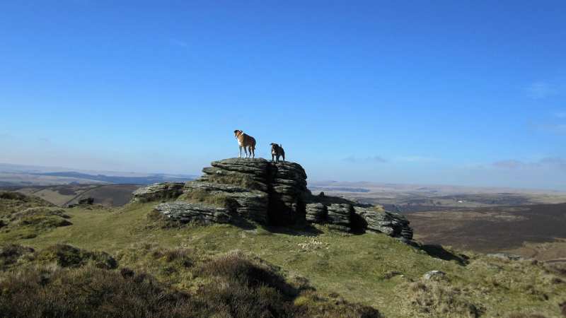 Dog Friendly Holidays England