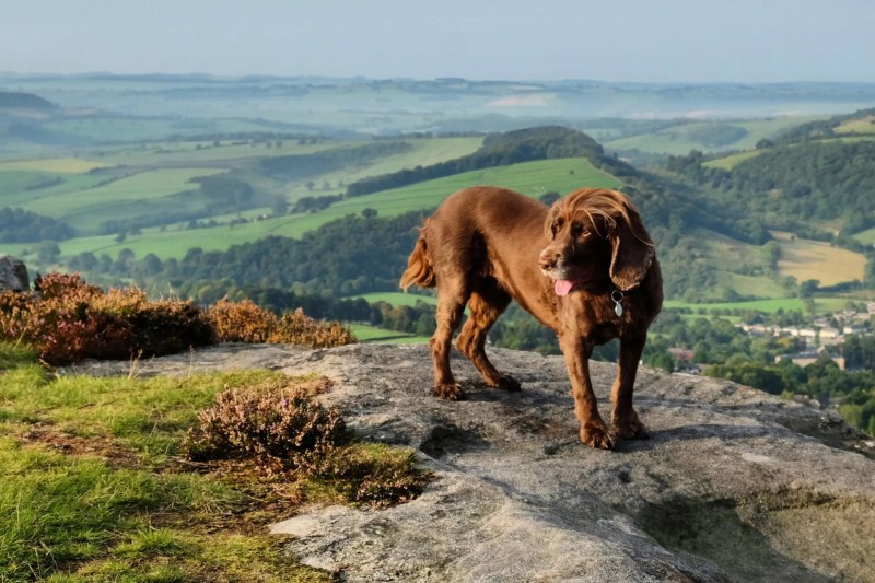 Dog Friendly Holidays Europe