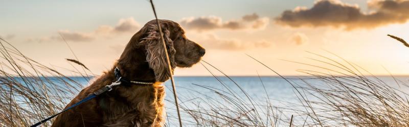 Dog Friendly Holidays Great Yarmouth