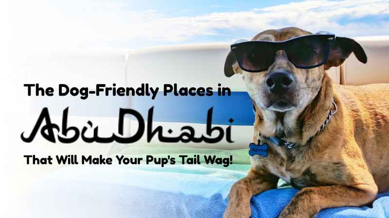 Dog Friendly Places To Go Near Me