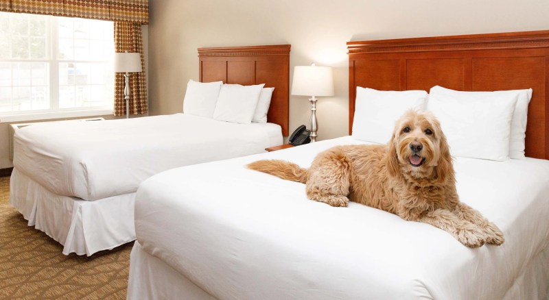 Dog Friendly Resorts Maine