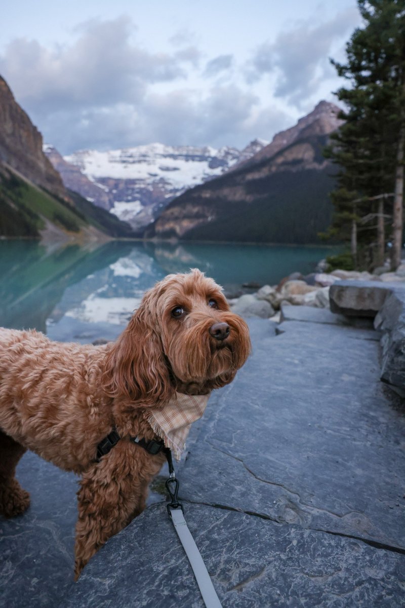 Dog Friendly Vacations Alberta