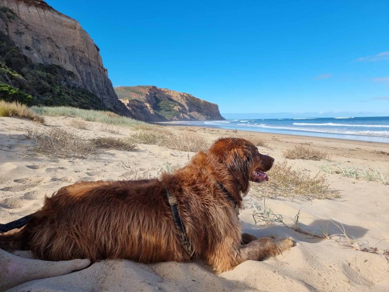 Dog Friendly Vacations East Coast