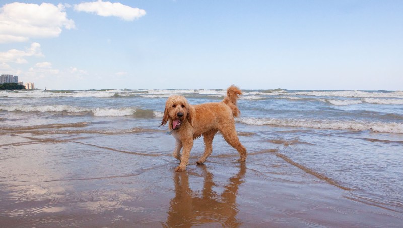 Dog-friendly Vacations In Southern California