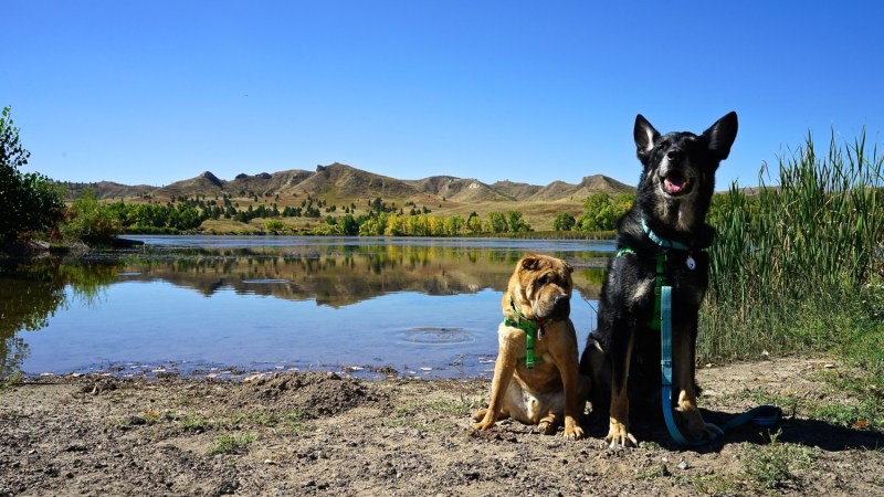 Dog Friendly Vacations Northeast