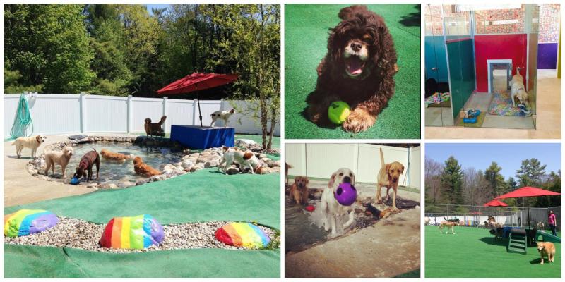 Dog Vacation Kennels Near Me