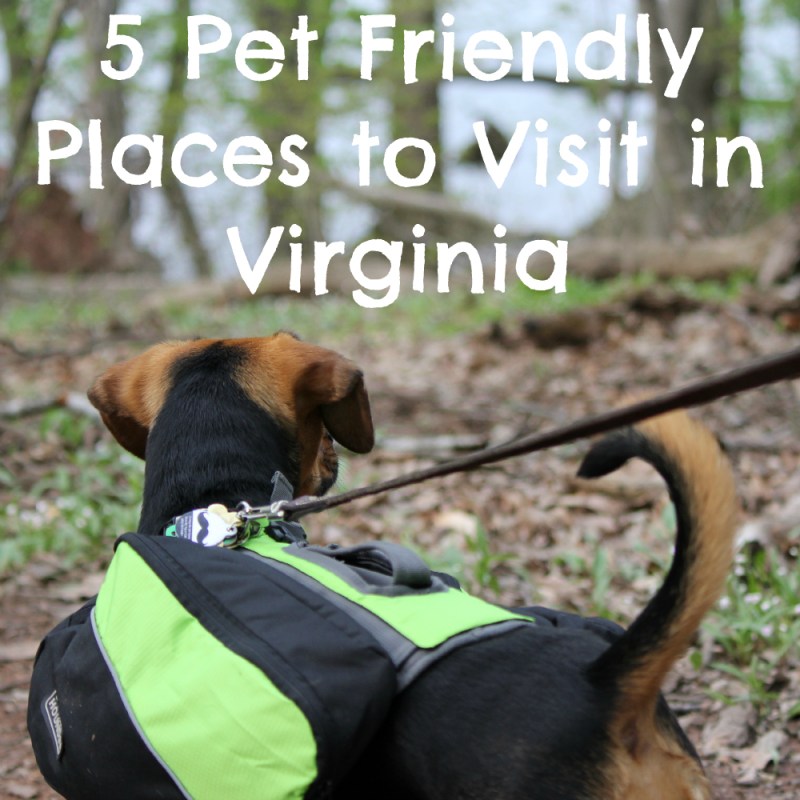 Pet Friendly Places To Visit