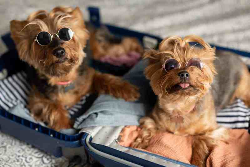 Pet Friendly Trip Planner