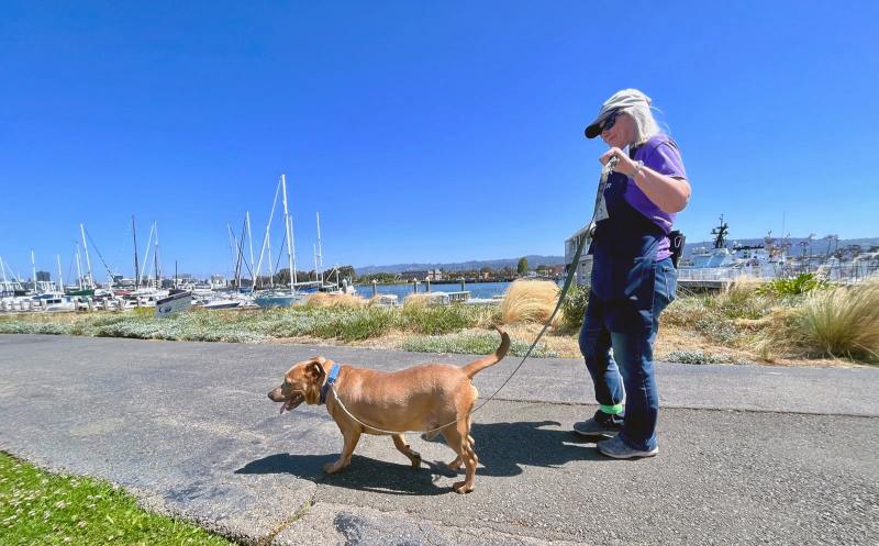 Vacation With Big Dogs