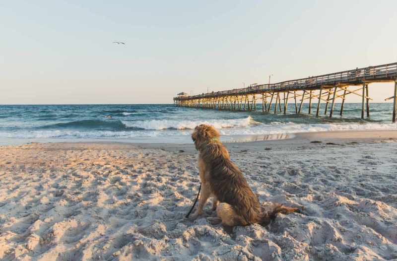 Vacation With Your Dog In Florida