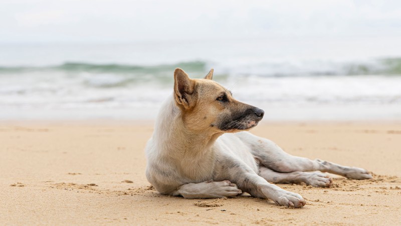 Vacations For Dogs And Their Owners