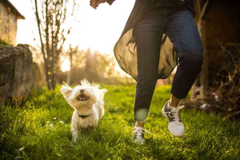 Best Dog Friendly Events