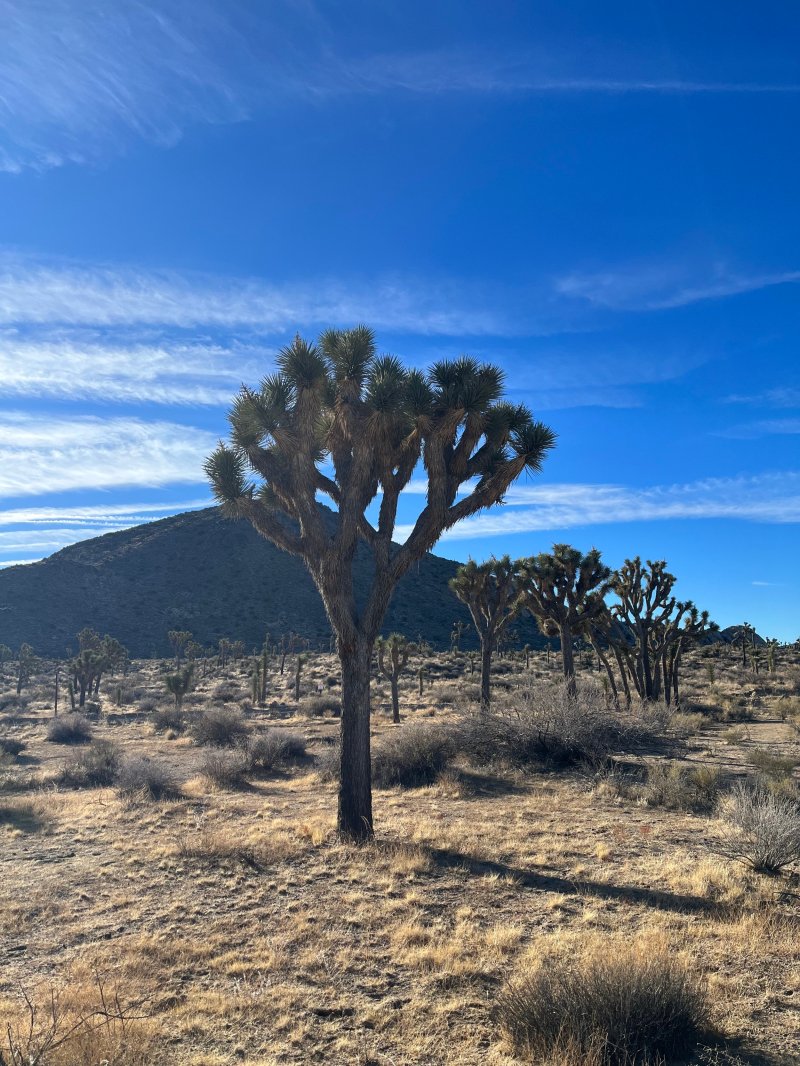 Best Dog Friendly Hikes Joshua Tree