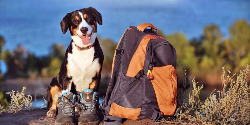 Best Dog Friendly Hikes