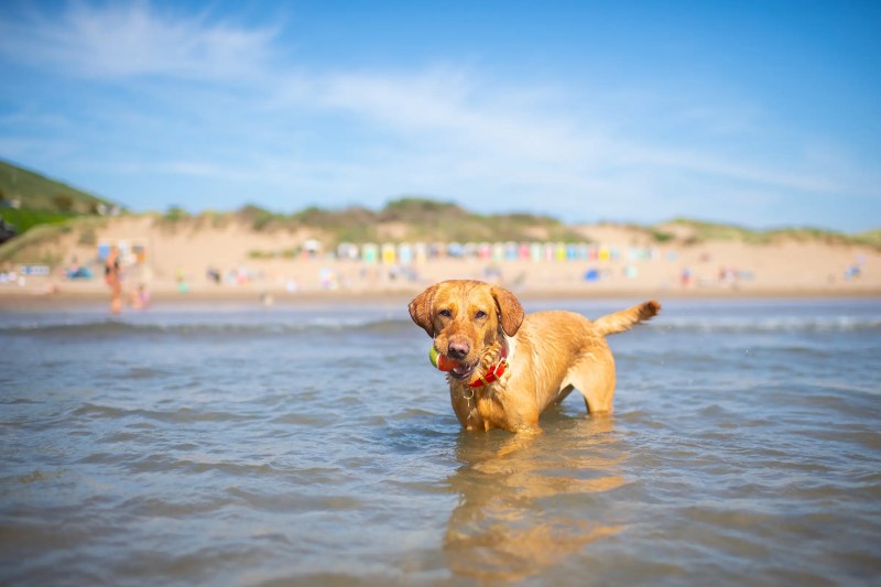 Best Dog Friendly Hotels Devon