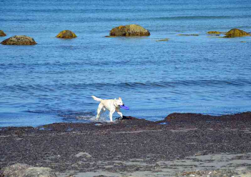 Best Dog Friendly Resorts In New England