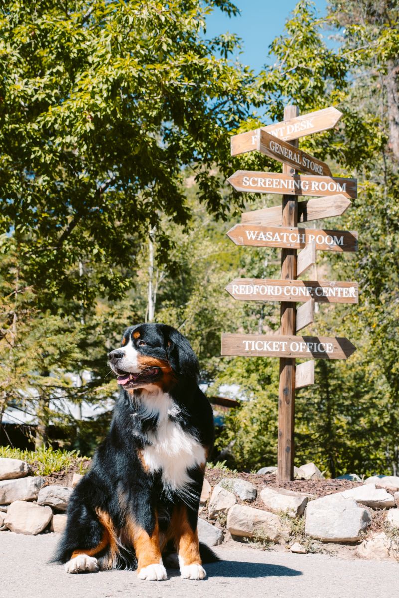 Best Dog Friendly Resorts Washington State