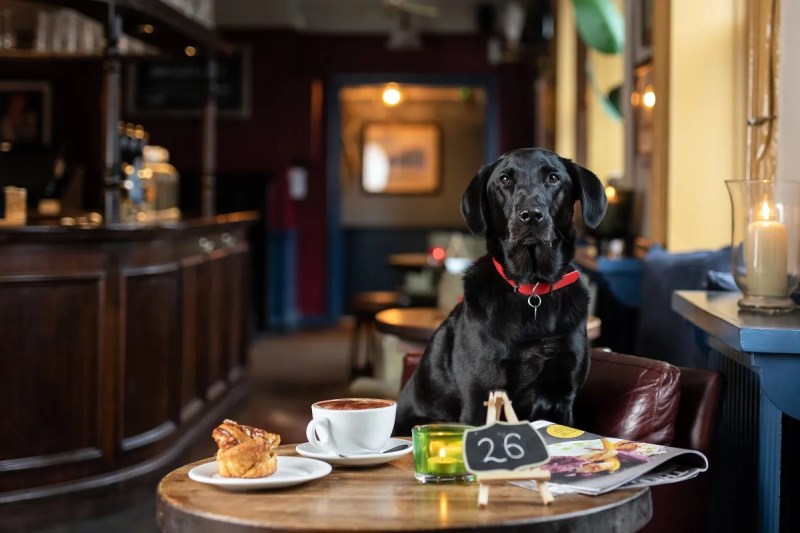 Best Dog Friendly Restaurants Kent