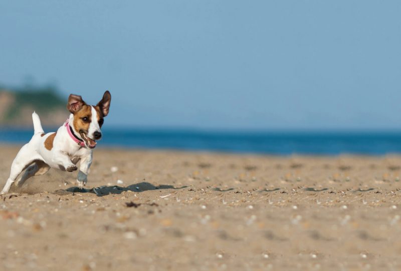 Best Dog Friendly Seaside Towns Uk