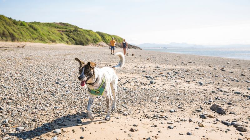 Best Dog Friendly Things To Do Near Me