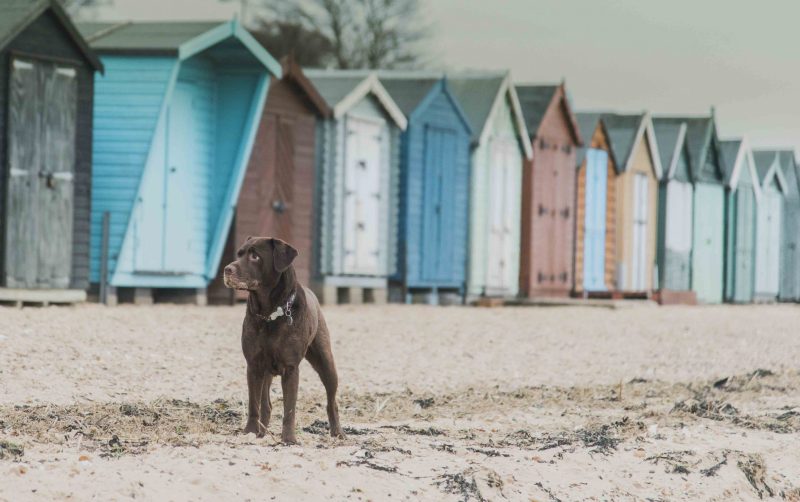 Best Dog Friendly Towns Yorkshire