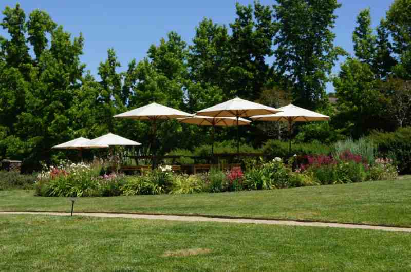 Best Dog Friendly Wineries Sonoma