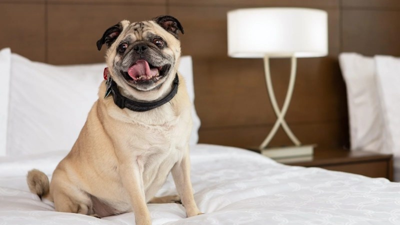 Best Pet Friendly Resorts In Usa