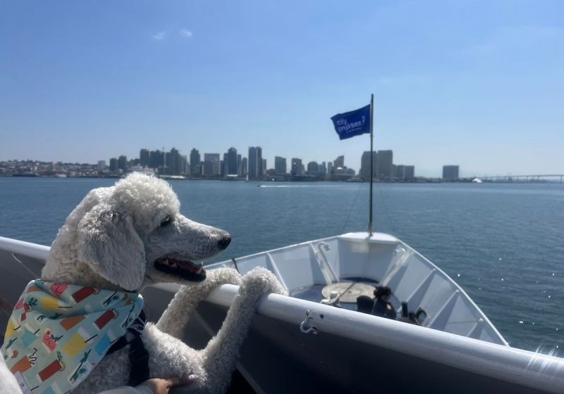 Boat Trips With Dogs Near Me