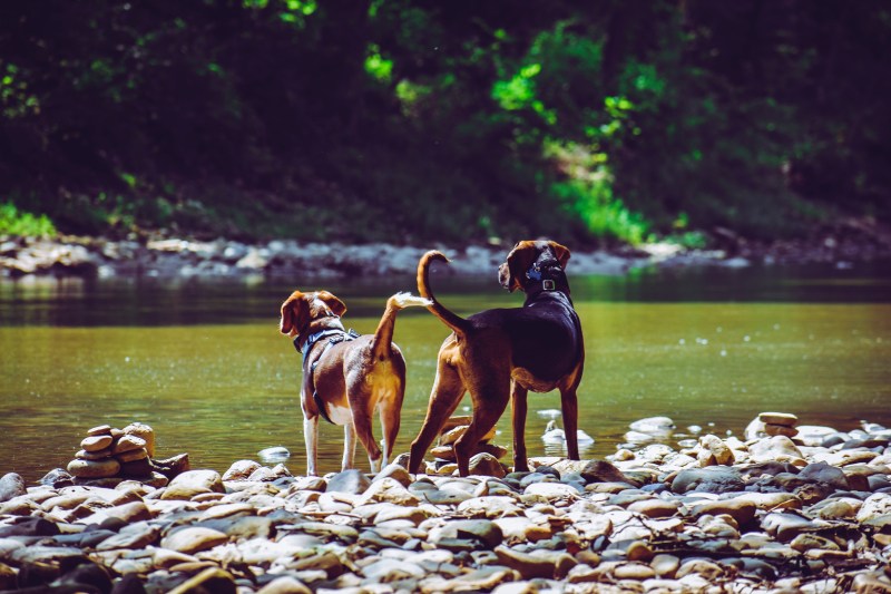 Dog Friendly Cabin Gold Coast