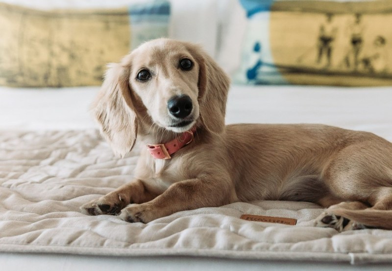 Dog Friendly Cabin Near Me