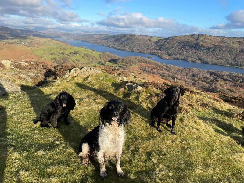 Dog Friendly Holidays Lake Windermere