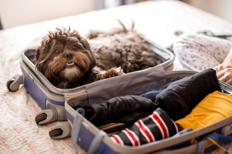 Dog Friendly Travel Options