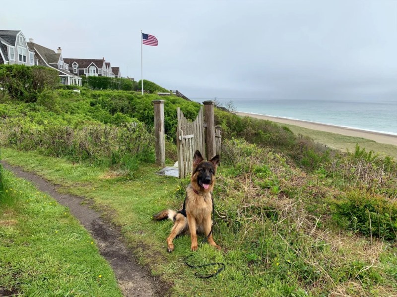 Dog Friendly Vacations In The Northeast