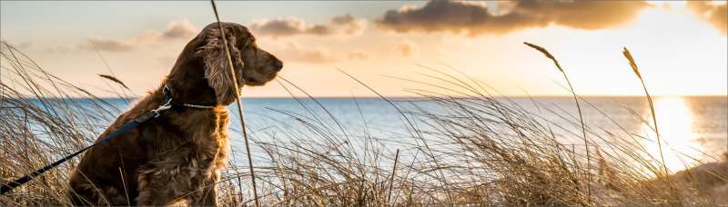 Dog Friendly Vacations South Carolina