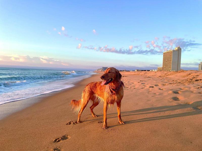 Most Dog Friendly Beaches East Coast